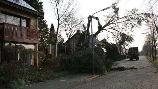 bomen rooien in Dommelen